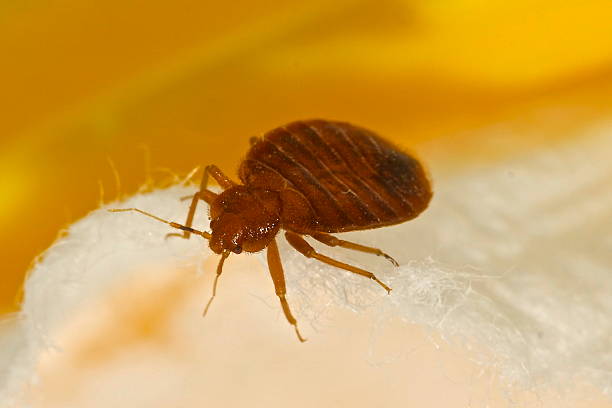 Macro photo of a bed bug